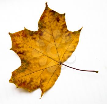 Close up of yellow grungy looking maple leaf on white background.