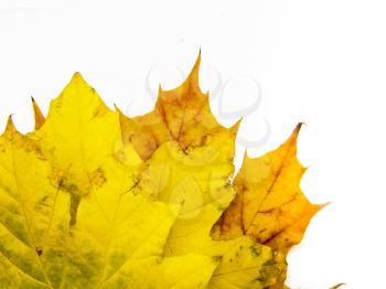 Close up of yellow grungy looking maple leaves on white background.