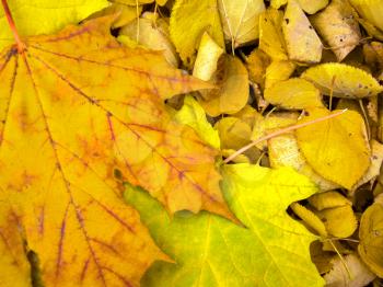 Close up of yellow grungy looking leaves, autumn background.