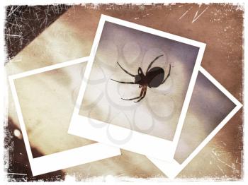 Polaroid collage of spider on old paper background