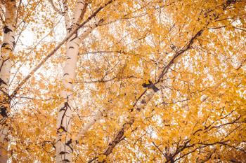 Grunge fall tree branches, natural autumn background.