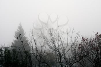 Dark heavy mist and distant trees, autumn rural landscape.
