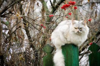 Cute fluffy cat and rowan berries in the garden.
