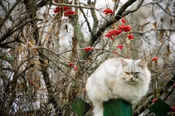 Cute fluffy cat and rowan berries in the garden.