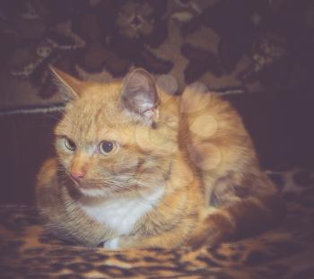 Cute and funny striped ginger cat portrait, instagram retro effect.