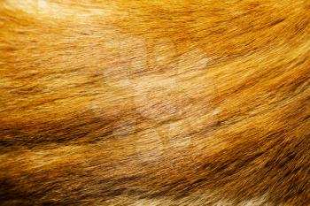 Macro of ginger cat fur texture as background.