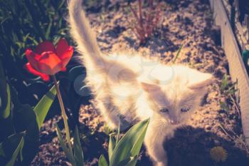 Cute white kitten with blue eyes and yellow dandelion outdoor.