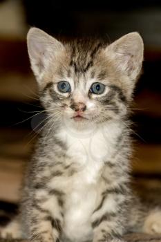 Cute little kitten of grey color with black stripes and spots.