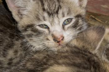 Close up portrait of a cute striped, tabby kitten.