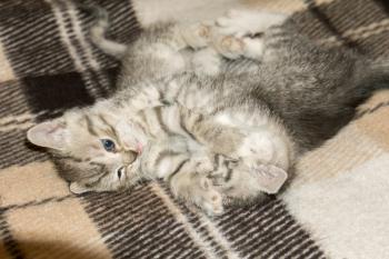 Cute little kittens of grey color with black stripes and spots.