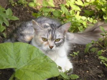 Beautiful cat lays on a ground in the garden.
