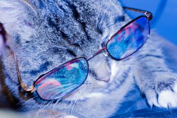 Cute striped cat wearing eyeglasses, cold blue light effect.