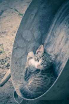 Cute tabby cat in an old metal basin, rural scene filtered background.