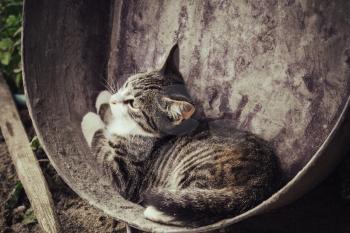 Cute tabby cat in an old metal basin, rural scene filtered background.