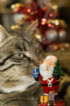 Cute tabby cat with ceramic Santa Claus, holiday background.