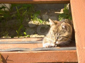 Funny little tabby kitten enjoying a sunny day.