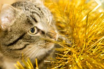 Cute tabby cat in Christmas yellow tinsel, holiday background.