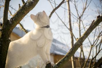 Adorable young white cat on a leafless winter tree.