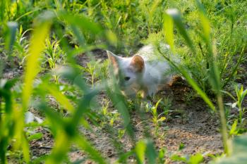 Adorable white kitten playing in the summer garden.