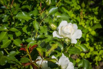Decorative rose flowers of white color blooming in the garden, natural background.