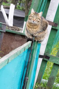 Cute big tabby cat sitting on the metal crate in the garden.