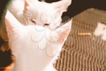 Adorable little white kitten close up portrait, post processing.