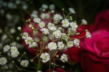 Small white babys breath flowers decorated in a bouquet.