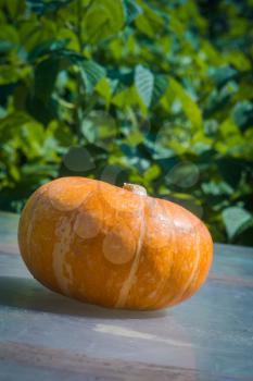 Fresh small orange pumpkin, ripe autumn vegetable.