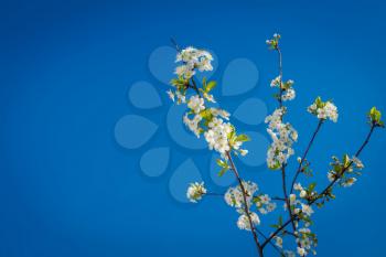 Soft white blooming trees over the clear blue sky, spring background.