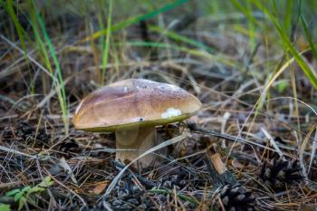 Wild porcini, edible mushroom in the pine forest at autumn.