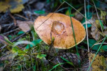 Wild porcini, edible mushroom in the pine forest at autumn.