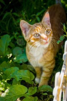 Cute ginger cat in the summer garden.