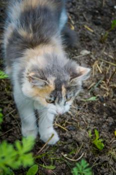 Cute tabby cat in the summer garden.