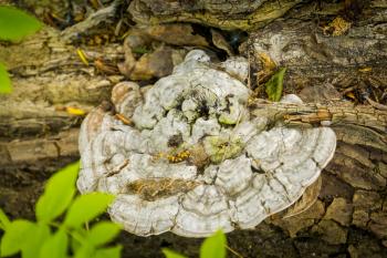 White bracket fungus growing on the dead tree in forest.