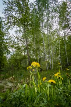 Yellow dandelions blooms in the summer forest background.