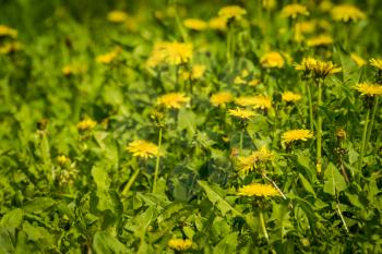 Yellow dandelions blooms in the summer forest background.