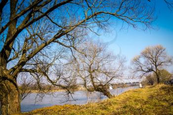 Spring rural landscape with leafless trees and river under blue sky.