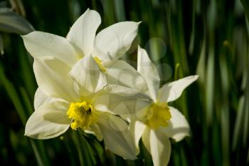 Close up view of a white narcissus flower in a spring day.