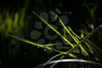Nature close up background with green grass with morning dew drops.