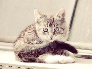 Photo of cute striped kitten, vintage background.