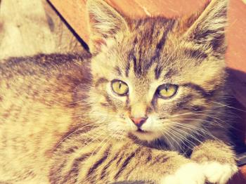 Image of cute striped kitten, retro photo background.