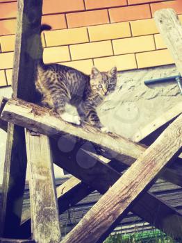 Image of cute striped kitten, retro photo background.
