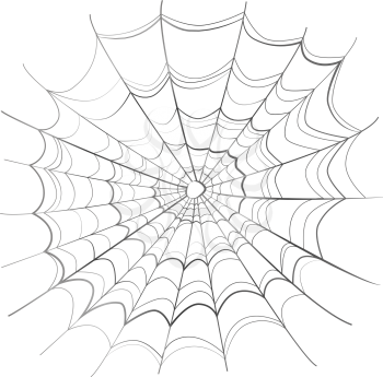 Complicated scary spider web isolated on white