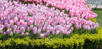 Pink color tulip flowers bloom  in the garden