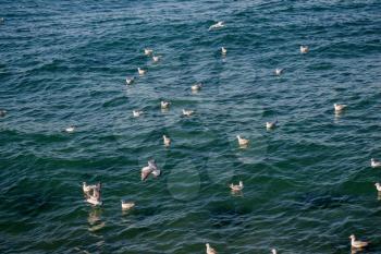 Seagulls are flying in the sky over sea waters