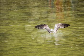 Seagull in the water of a pond  in view