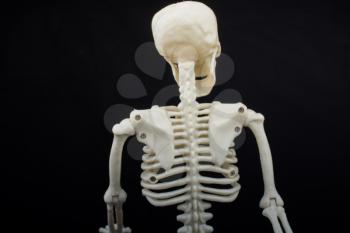 Human skeleton model  for medical anatomy science Medical clinic concept.