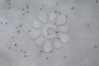 Snow winter background with some dry leaves in white color