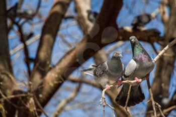 Pigeons are sitting on the tree branch