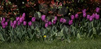 Purple  color Tulips Bloom in Spring in garden